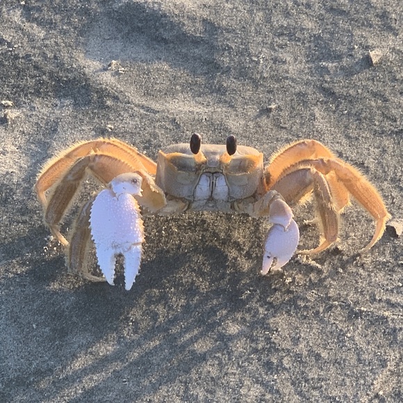 Meet your Posher, Jennifer - Picture 4 of 8